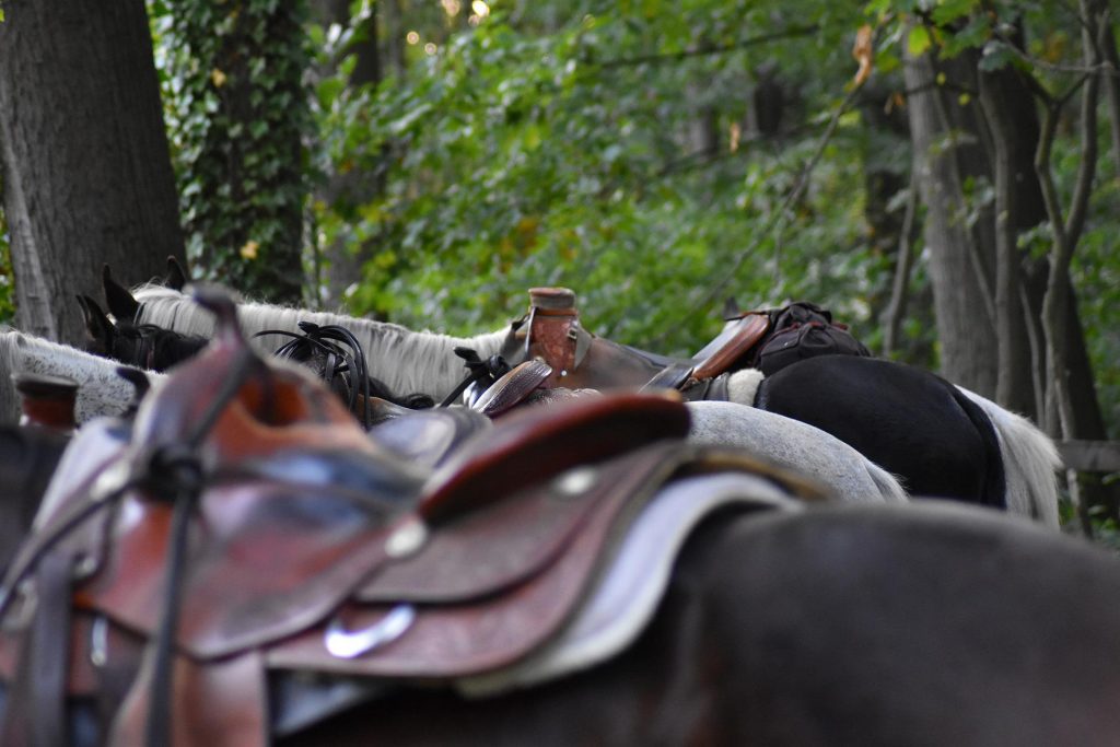 Saddles on the horses' backs